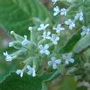 Image of Buddleja sphaerocalyx Baker