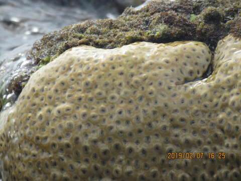 Image of Grey colonial zoanthid