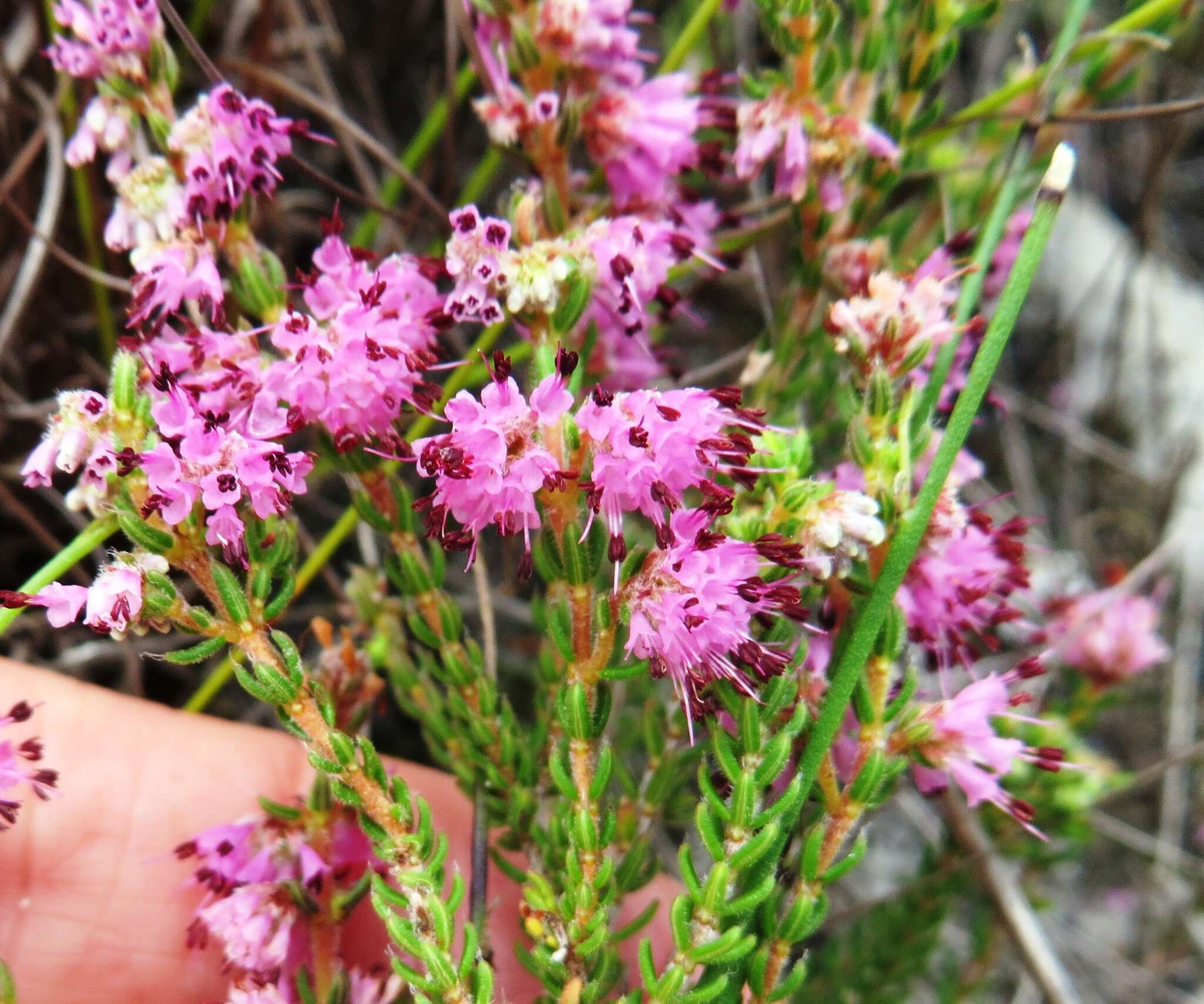 Plancia ëd Erica similis (N. E. Br.) E. G. H. Oliver