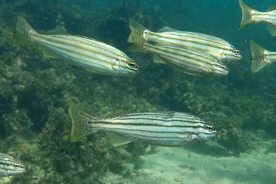 Image of Eight-lined trumpeter