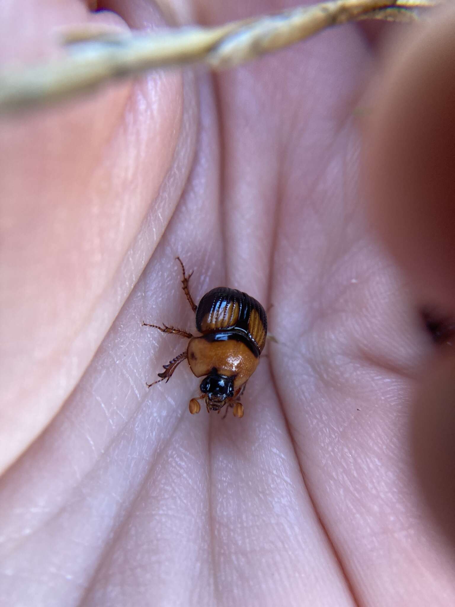 Image of Bolbocerosoma lepidissimum Brown 1928