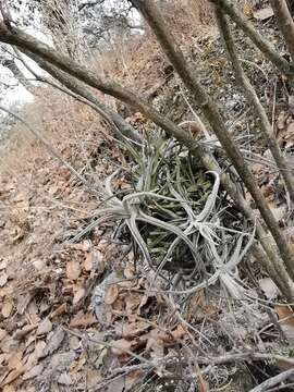 Image of Tillandsia lepidosepala L. B. Sm.