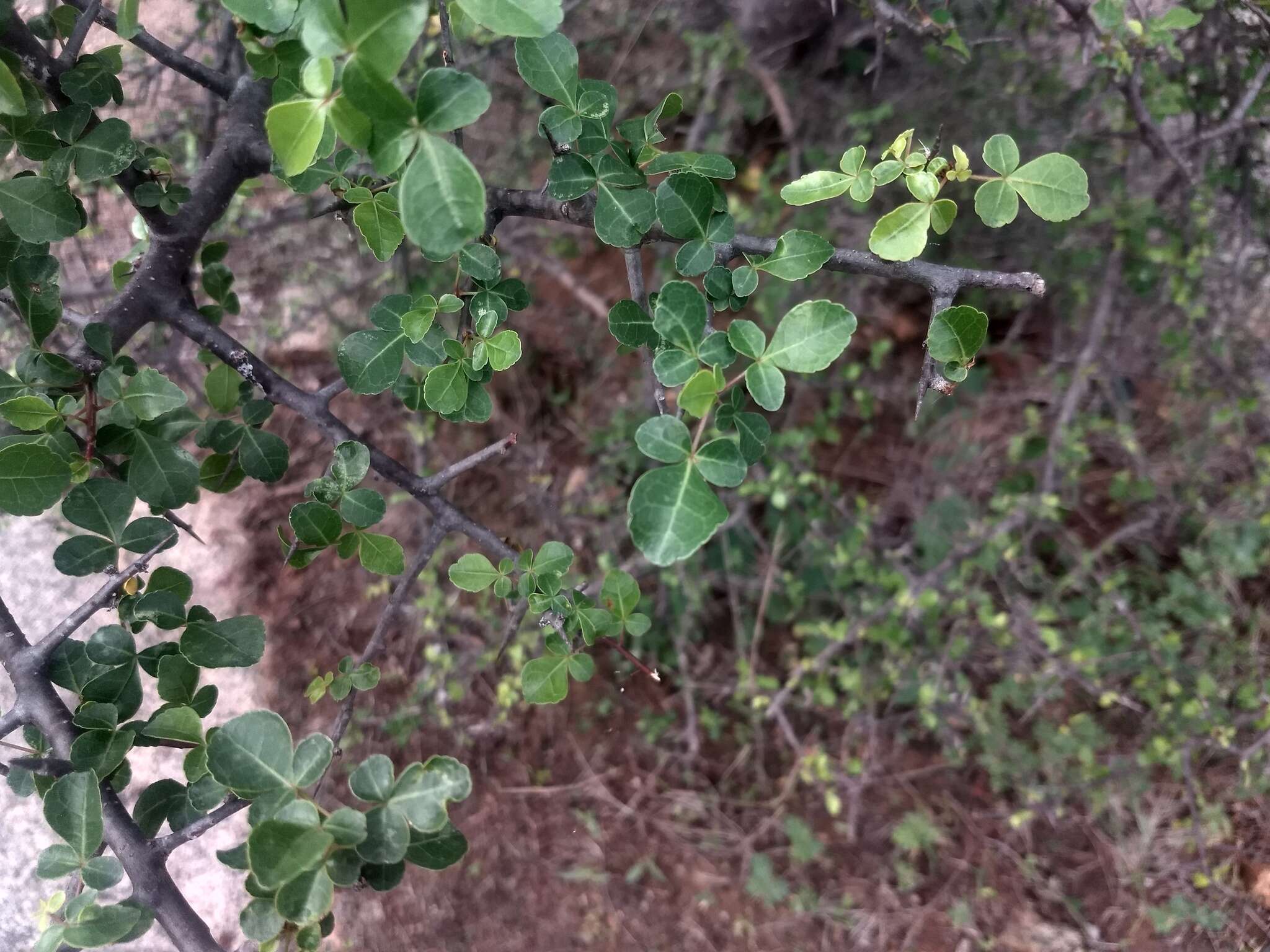 Image of Commiphora berryi (Arn.) Engl.