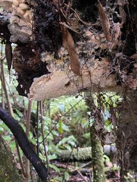 Image of Mycoacia nothofagi (G. Cunn.) Ryvarden 1981