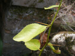 Image of Gymnosporia harveyana Loes.