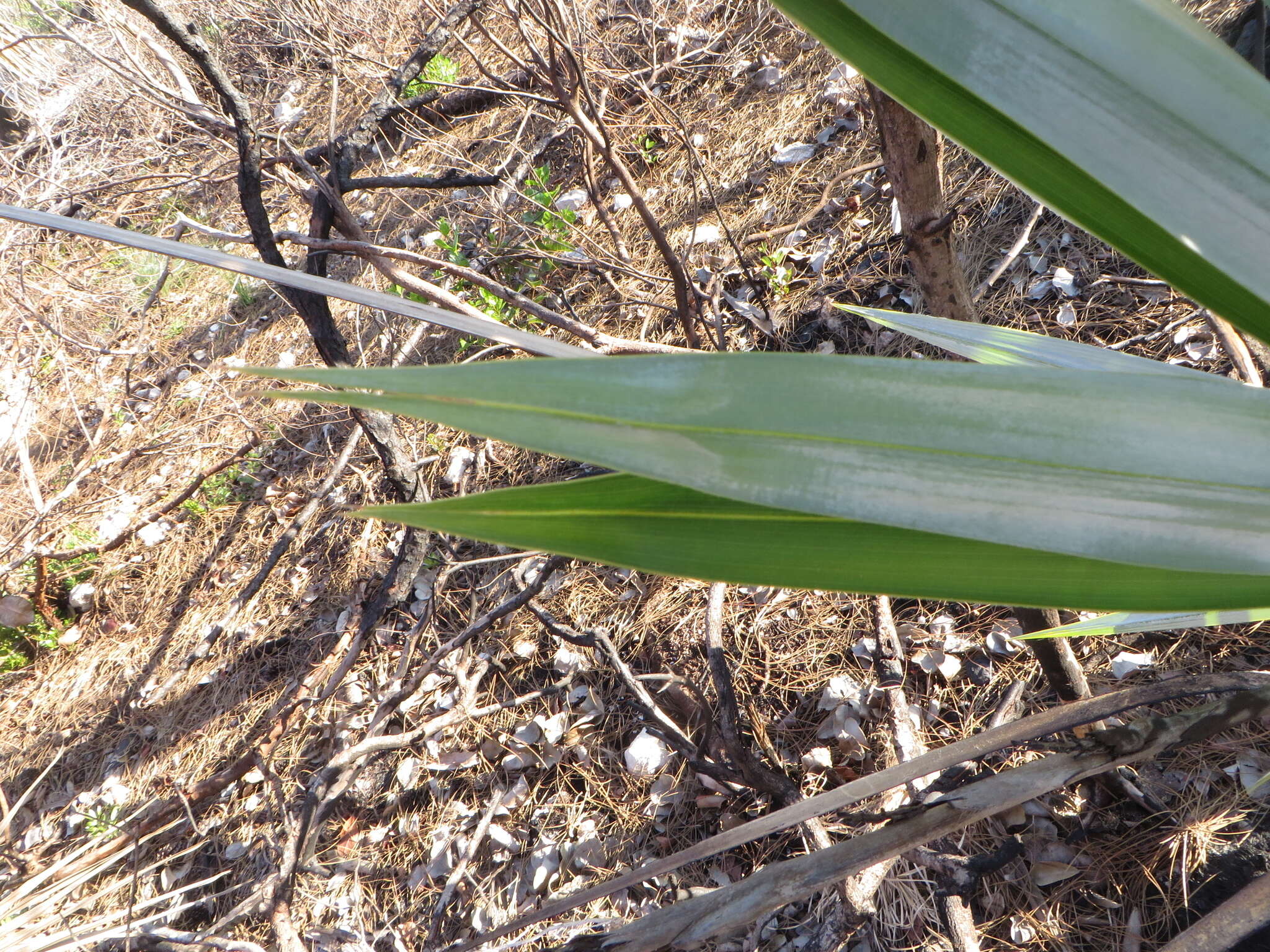 Image of white thatch palm