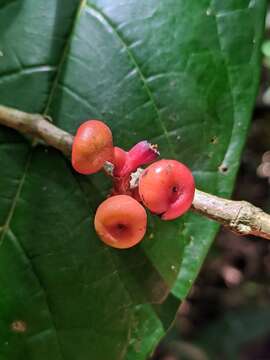 Image of Sorocea briquetii Macbride