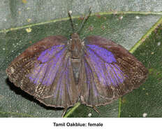 Image of Tamil Oakblue