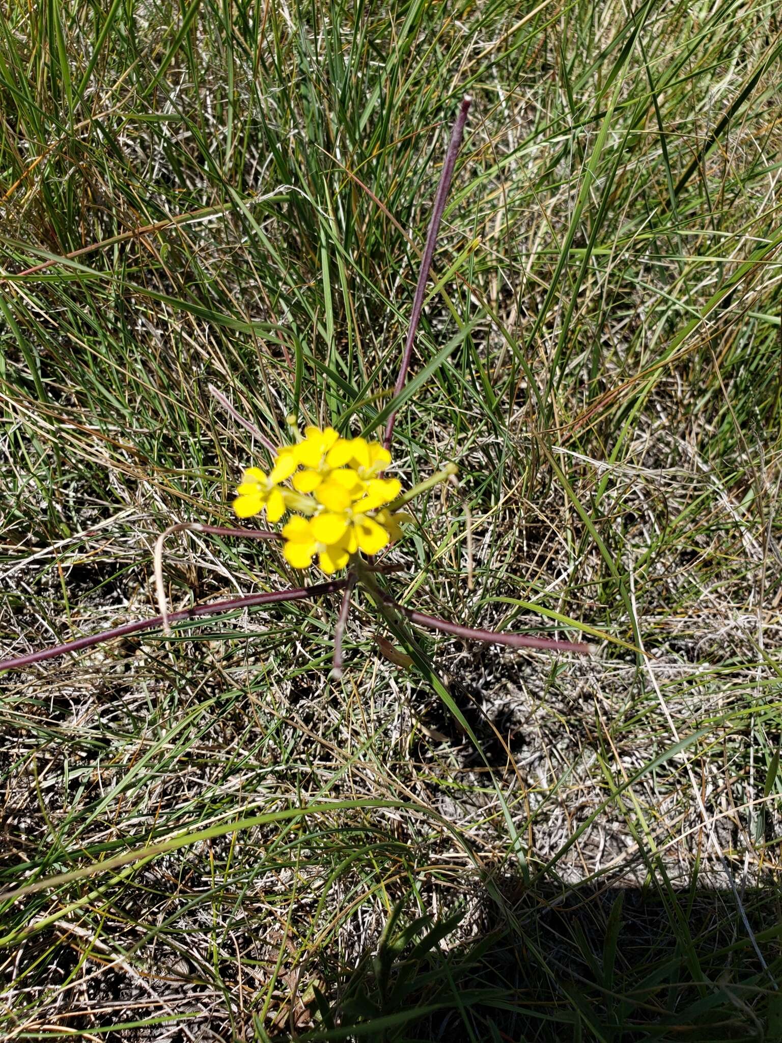 Imagem de Erysimum asperum (Nutt.) DC.