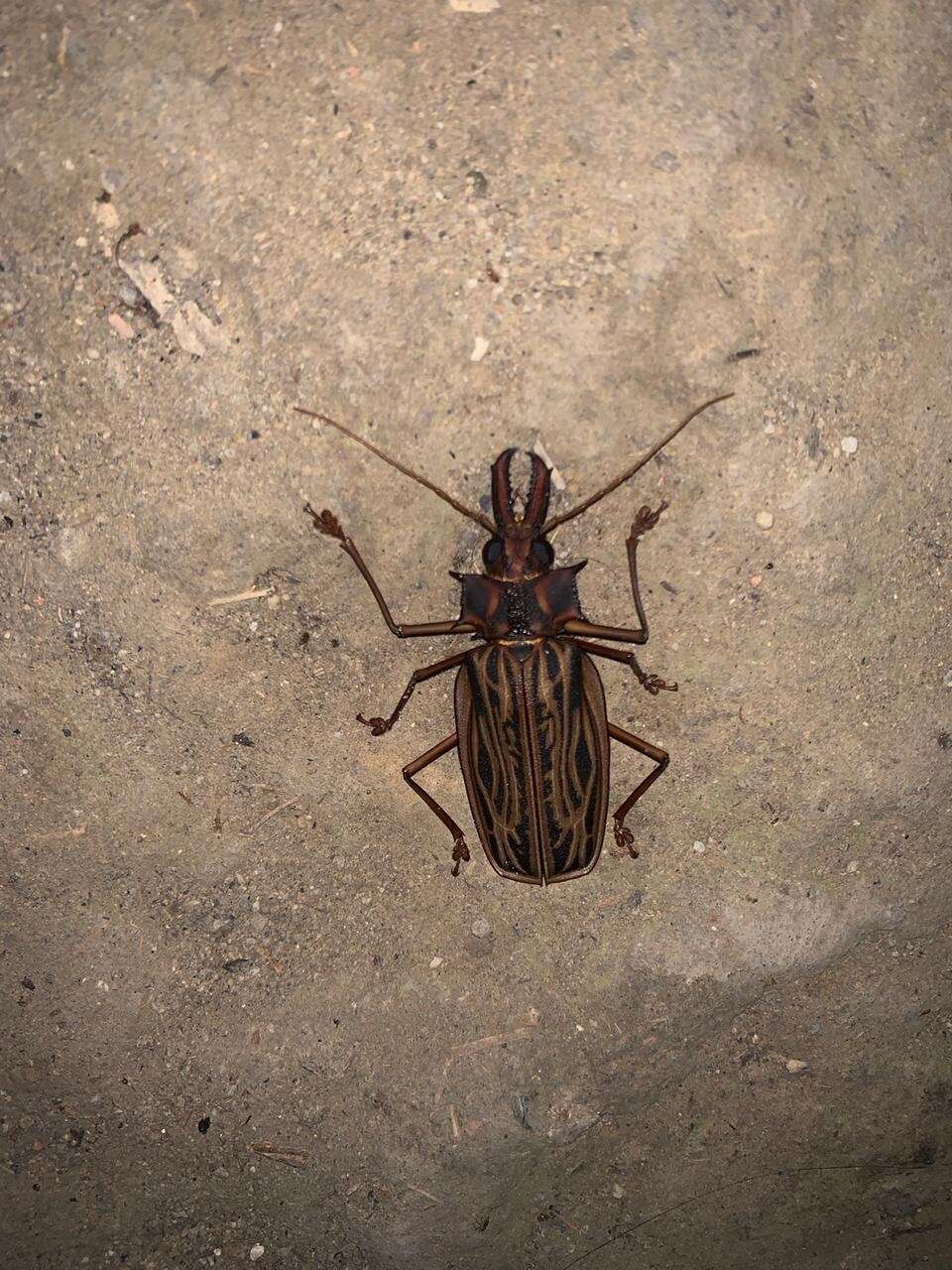 Image of Long-horned beetle