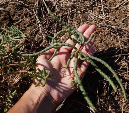 Image of Salicornia borysthenica N. N. Tzvelev