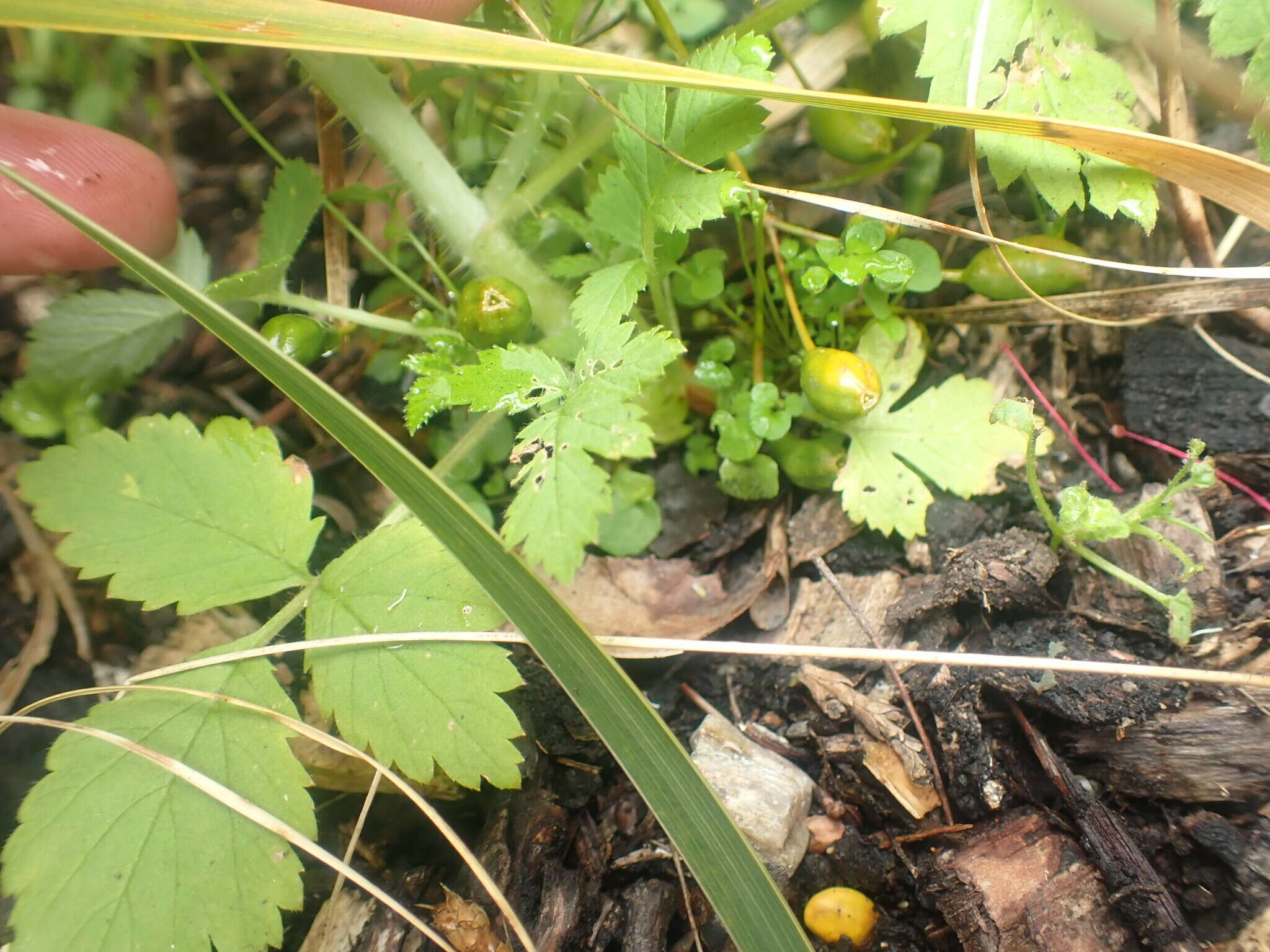 Слика од Rubus cockburnianus Hemsl.