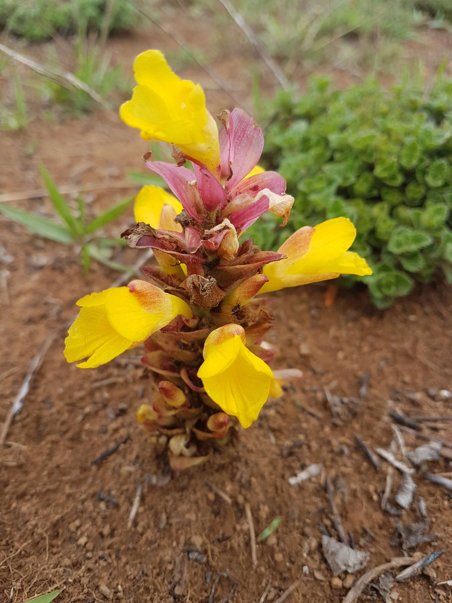 Image de Curcuma pseudomontana J. Graham