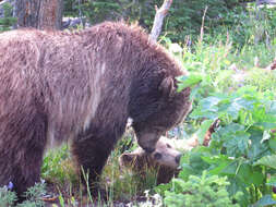 Image of grizzly bear