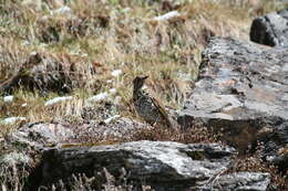 Image of Plain-backed Thrush