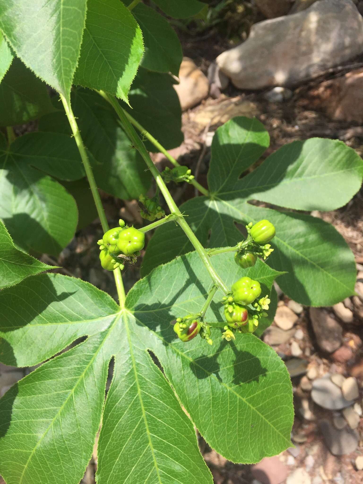 Sivun Jatropha excisa Griseb. kuva