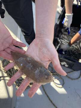 Image of Blackcheek Tonguefish