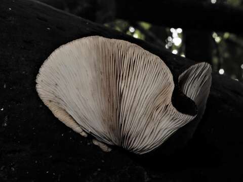 Image of <i>Crepidotus fuscovelutinus</i>