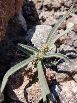 Image of Plantago amplexicaulis Cav.