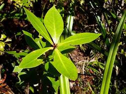 Sivun Pittosporum cornifolium A. Cunn. kuva