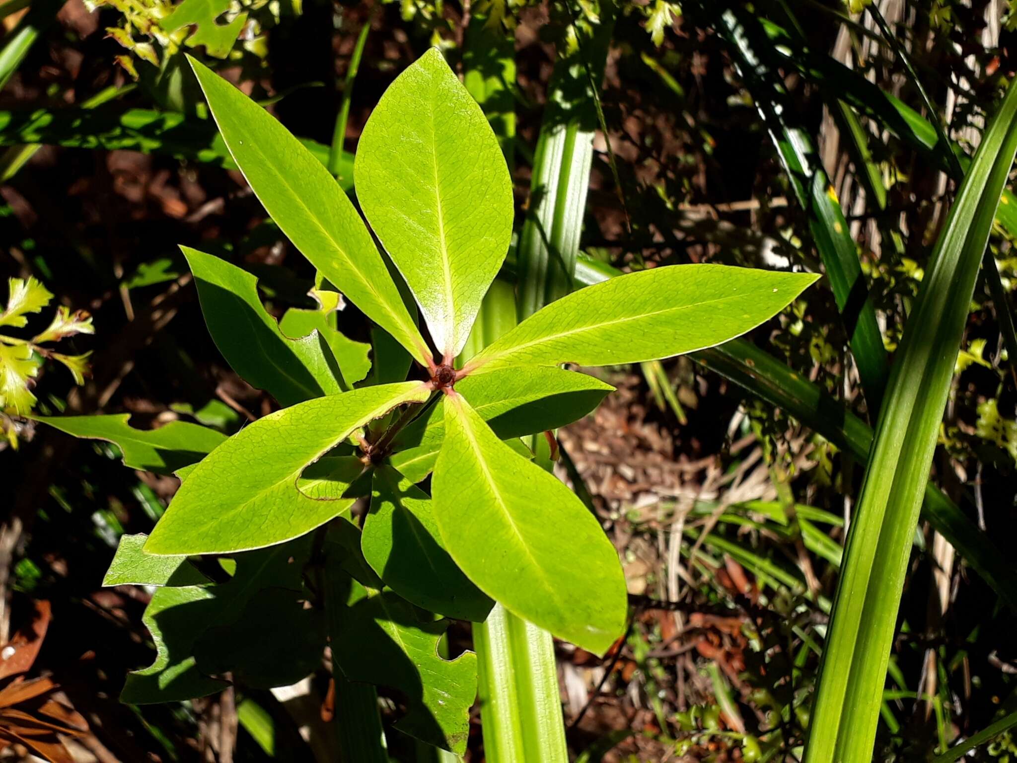 Sivun Pittosporum cornifolium A. Cunn. kuva