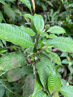 Image of Palicourea ramonensis