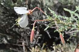 Image of pale evening primrose