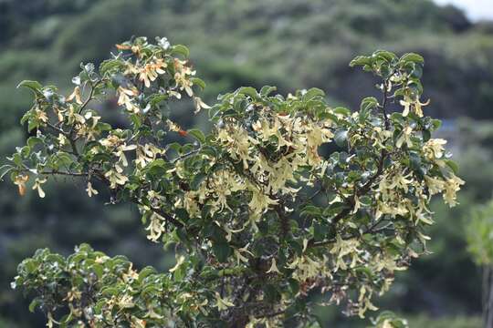 Ruprechtia apetala Wedd. resmi