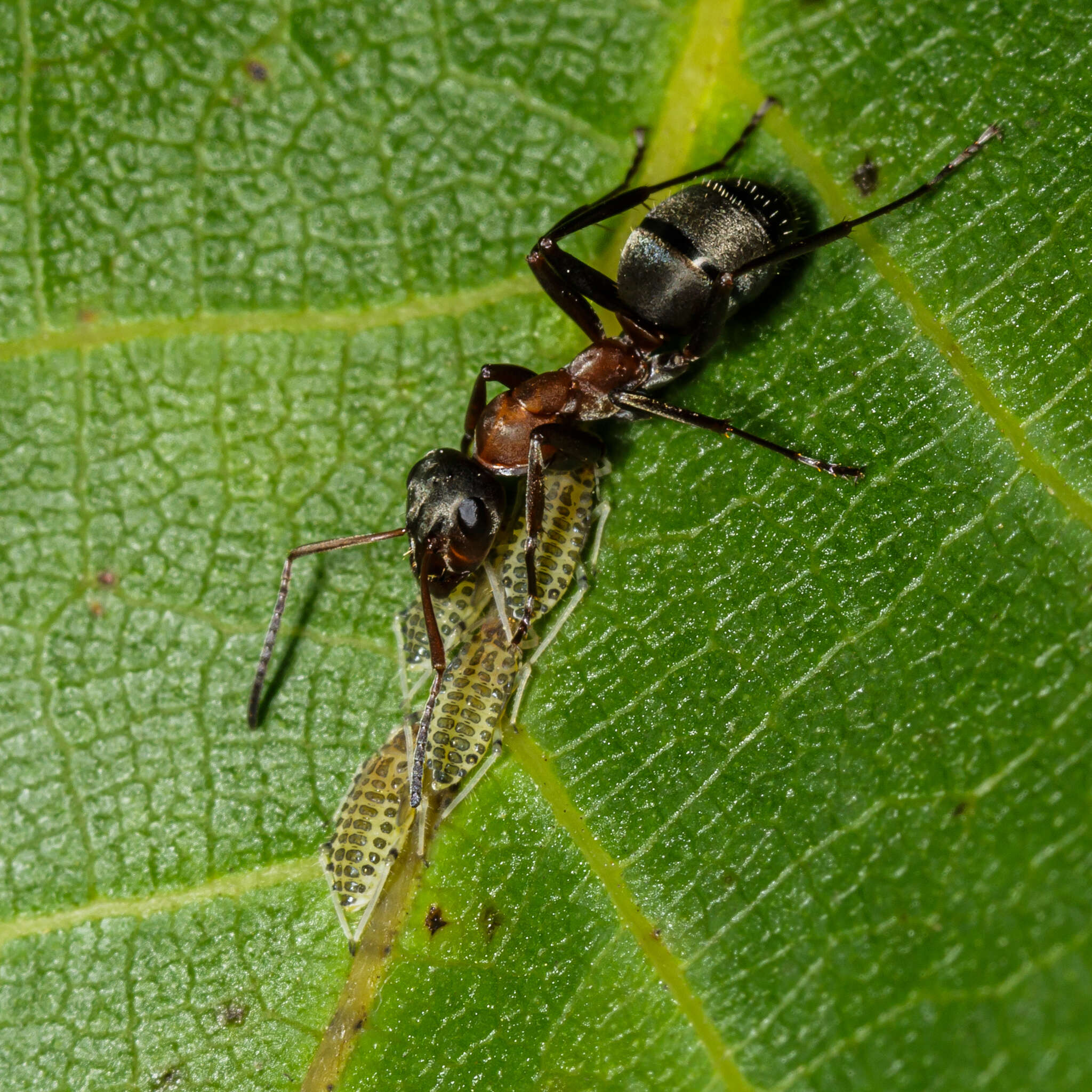 Image of Aphid