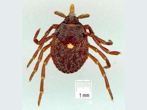 Image of Kangaroo tick