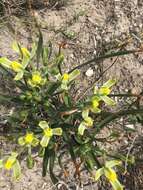 Image de Albuca tortuosa Baker