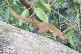 Image of Black-striped Squirrel