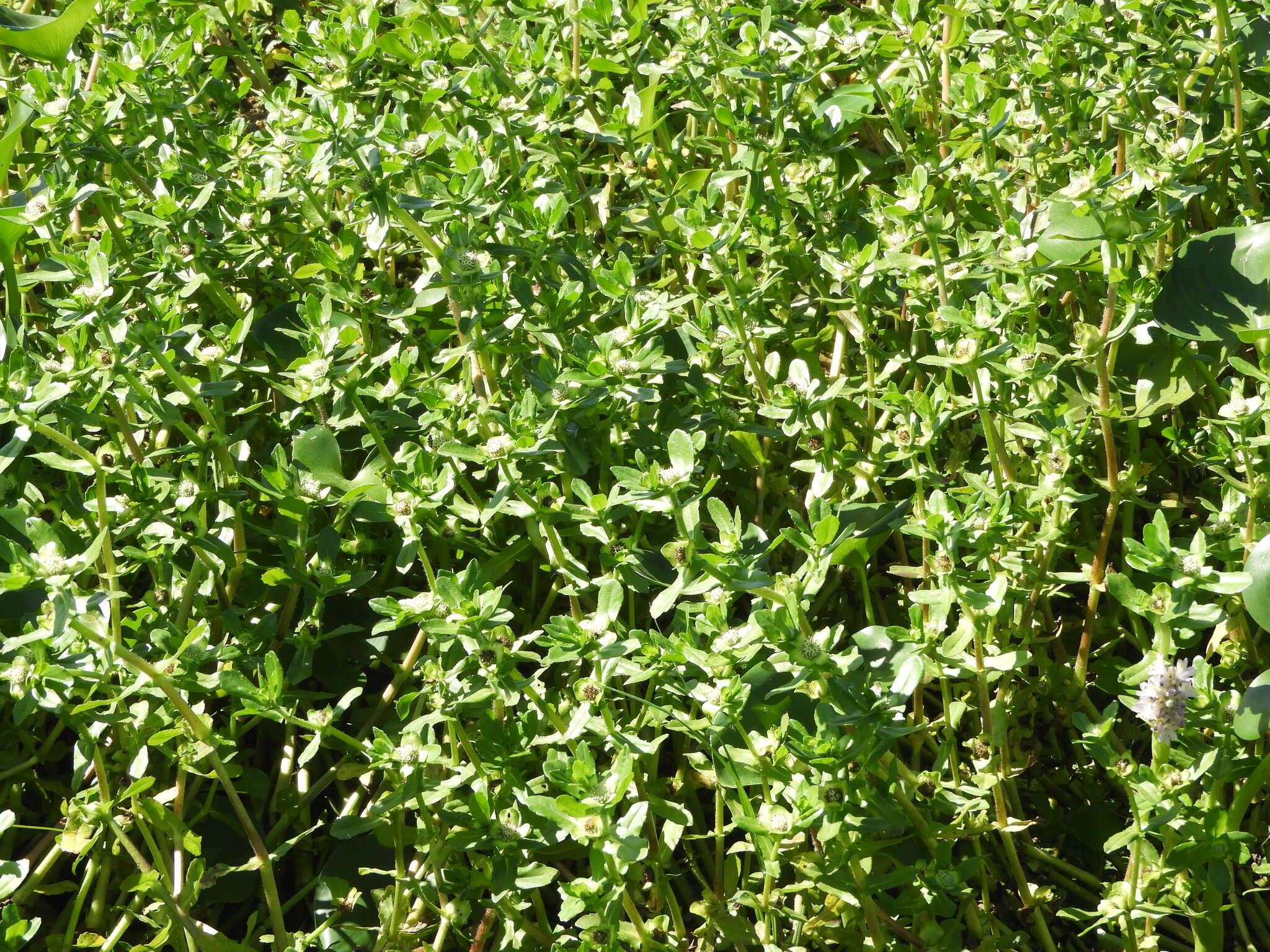 Image of swampwort