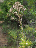 Image of Aeonium percarneum (Murray) J. Pitard & L. Proust