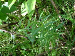 Слика од Epilobium leptophyllum Rafin.