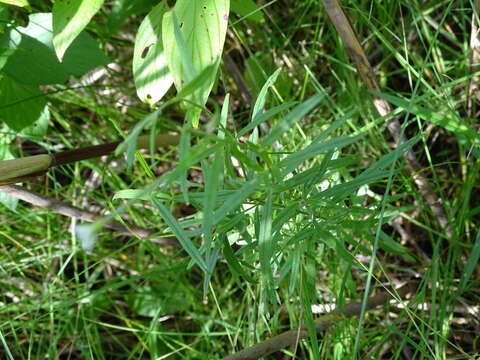 Epilobium leptophyllum Rafin. resmi