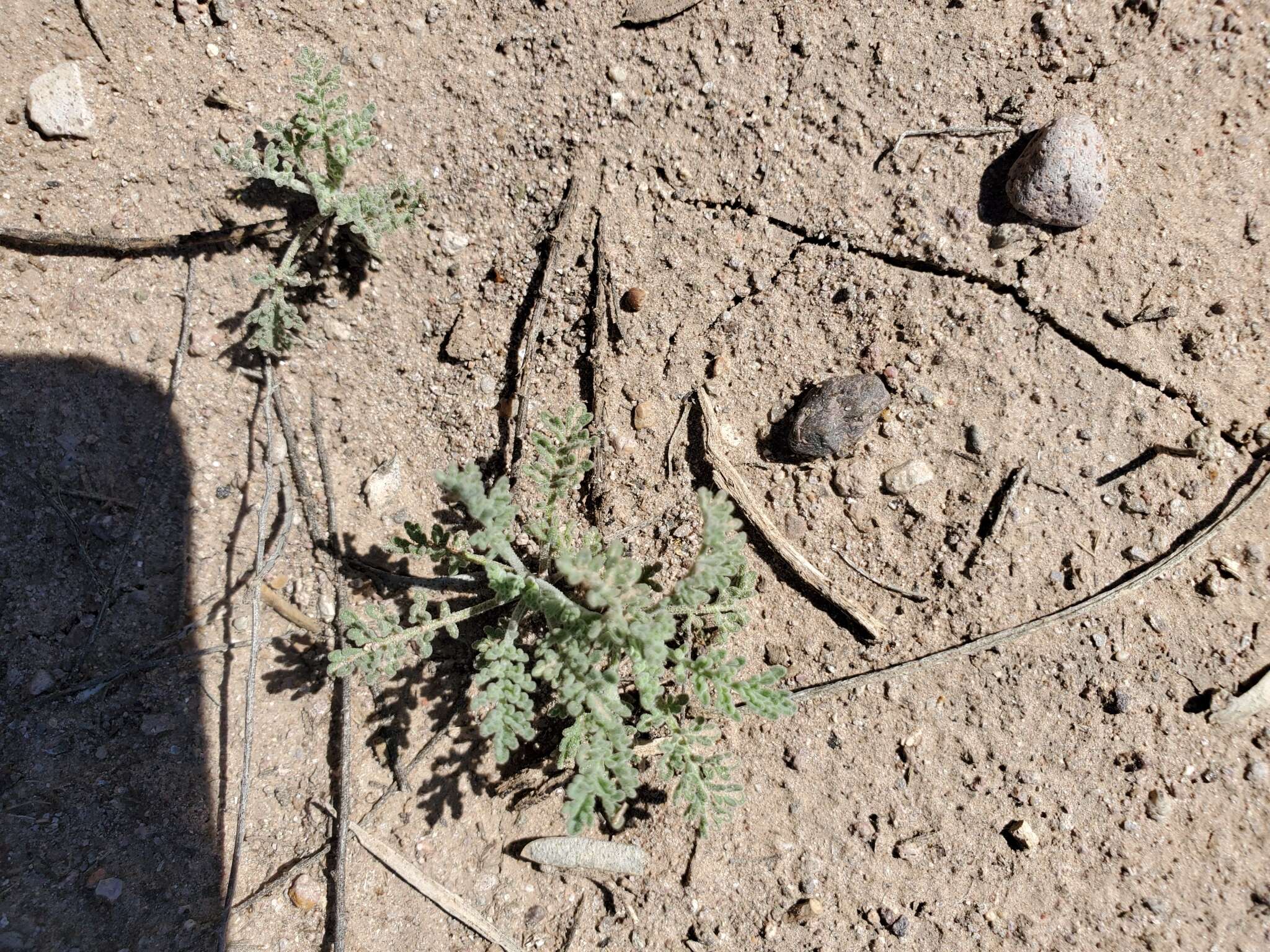 Image of western tansymustard