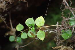 Imagem de Stellaria parviflora Banks & Soland. ex Hook. fil.