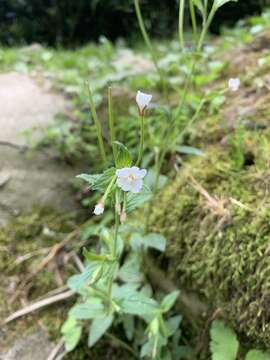 Image of Epilobium amurense Hausskn.