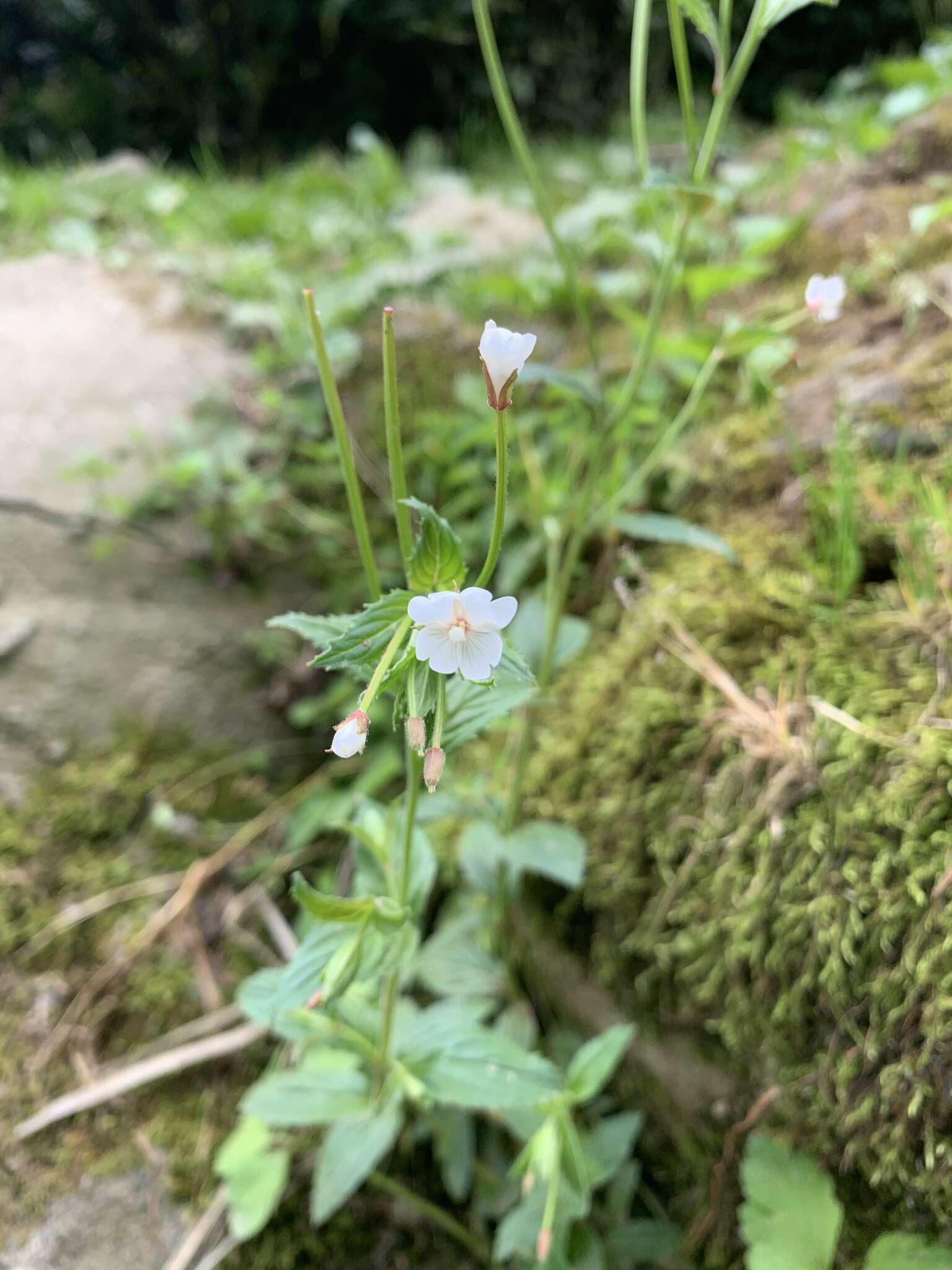 Image de Epilobium amurense Hausskn.