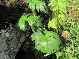 Imagem de Aconitum orientale Mill.