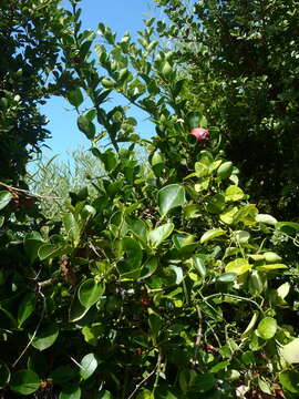 Image de Carissa macrocarpa (Eckl.) A. DC.