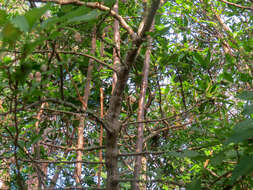 Plancia ëd Vassobia breviflora (Sendtn.) A. T. Hunziker