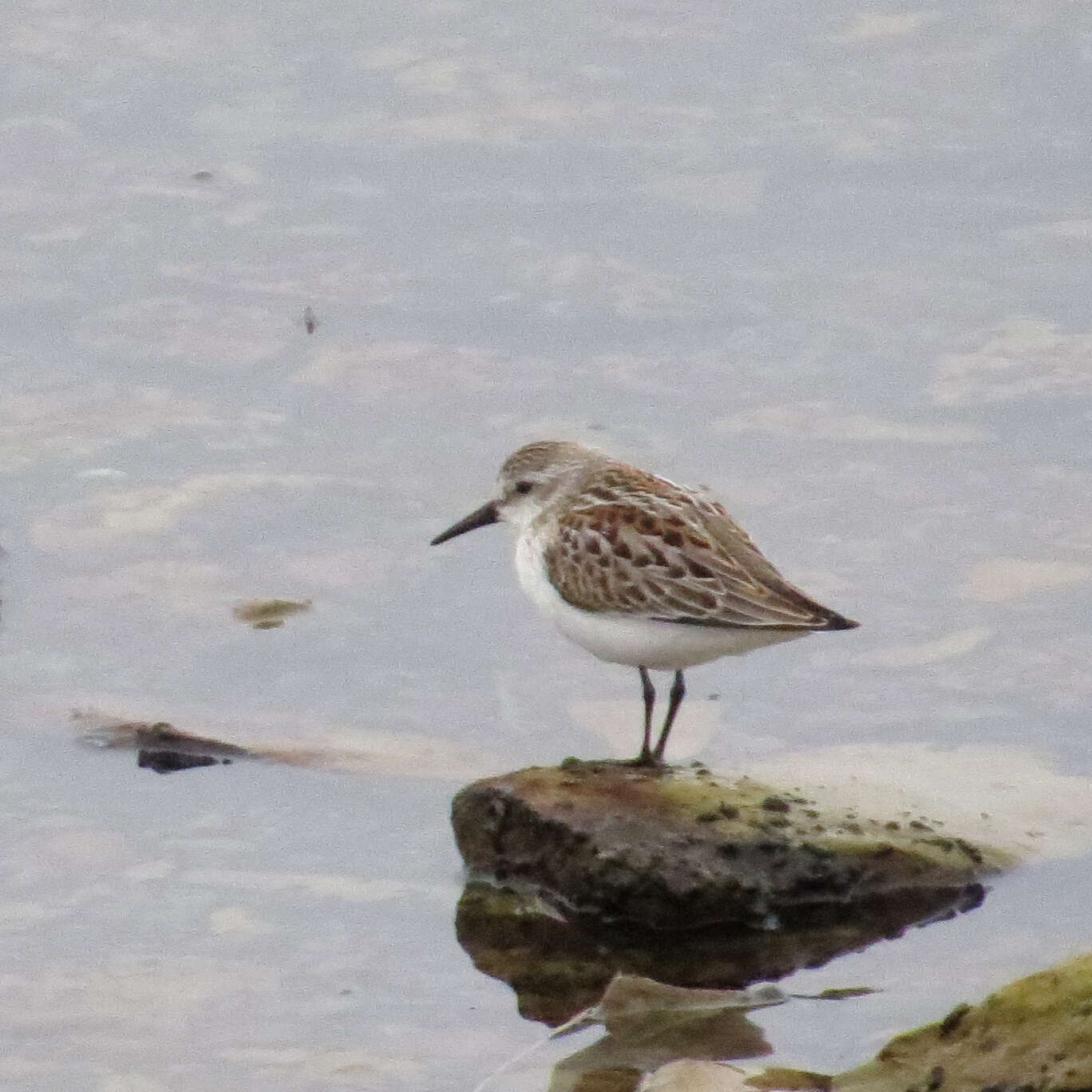 Image of Western Sandpiper