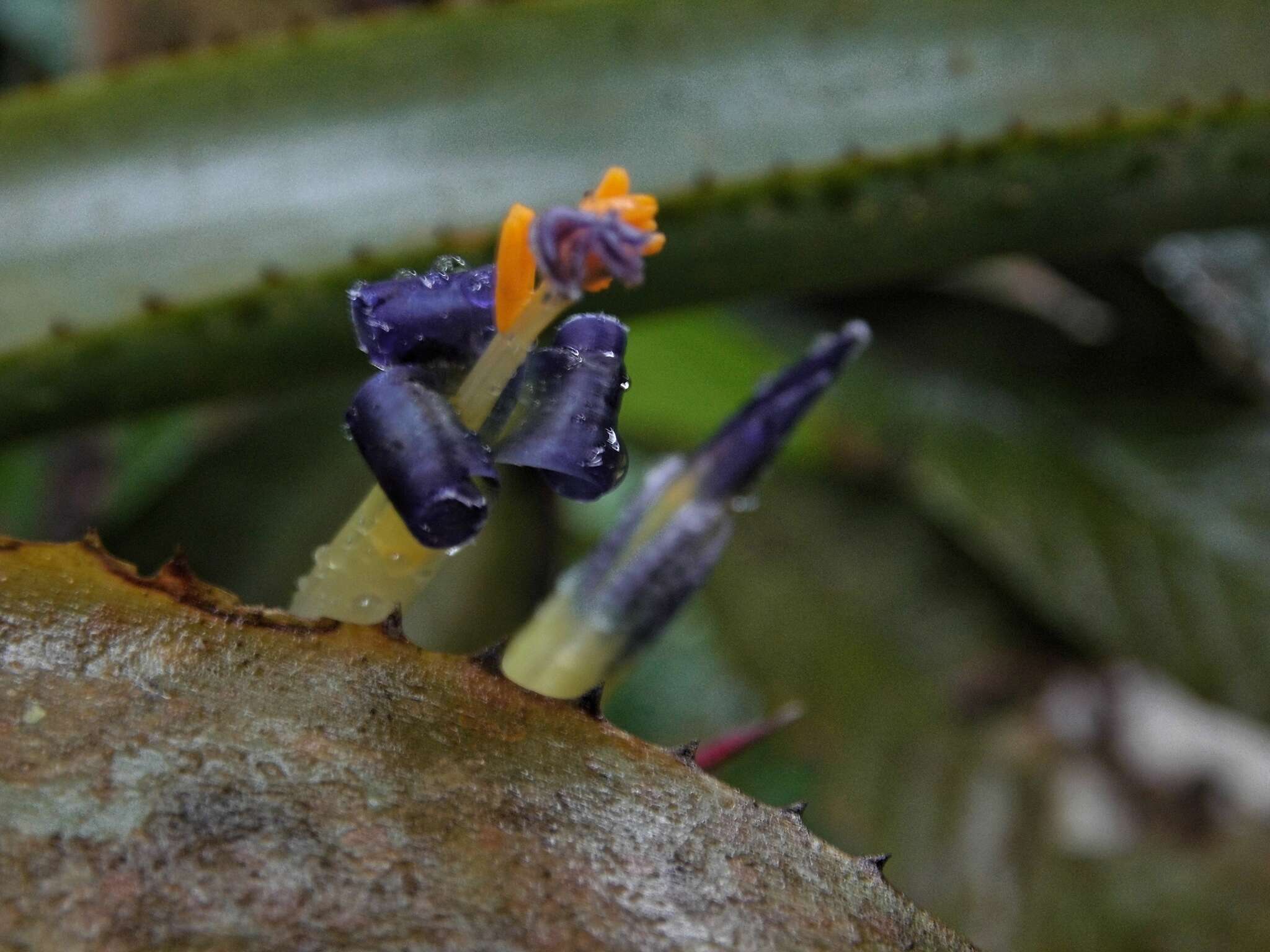 Billbergia bradeana L. B. Sm.的圖片