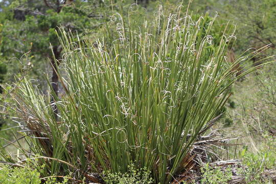 Imagem de Nolina microcarpa S. Watson