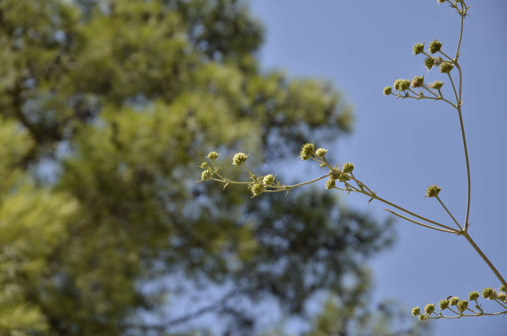 Image of Eryngium thorifolium Boiss.