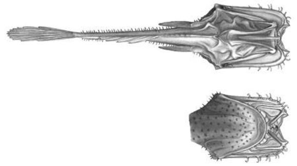 Image of <i>Thaumatichthys pagidostomus</i> Smith & Radcliffe 1912
