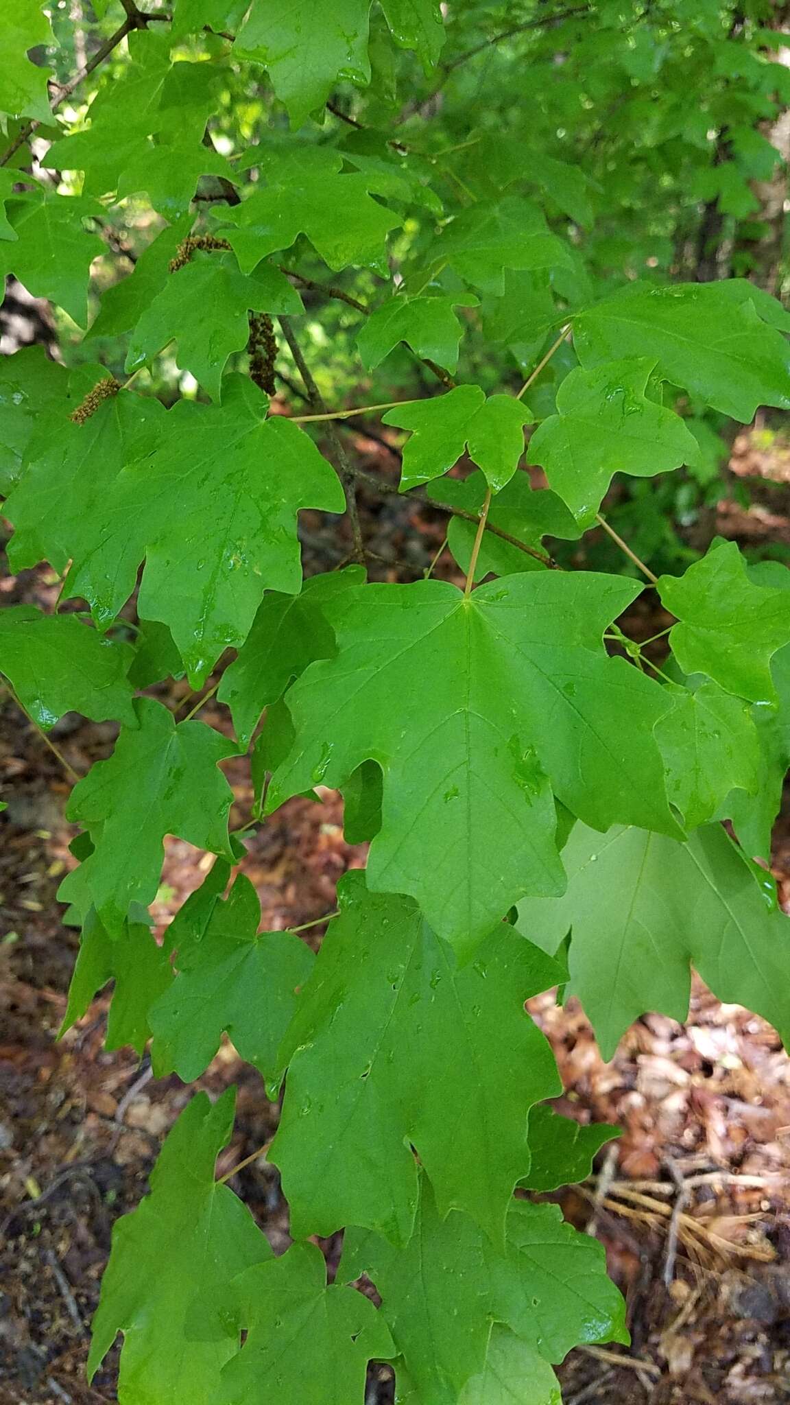 Image of Florida maple