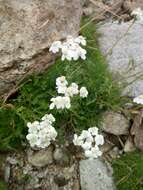 Achillea erba-rotta subsp. moschata (Wulfen) I. B. K. Richardson resmi